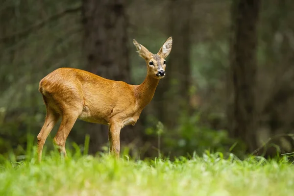 Jong reeën hert vrouwtje staande in de zomer bos. — Stockfoto