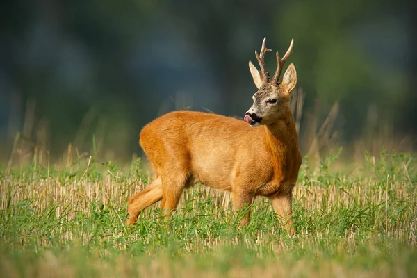 Attento capriolo indietro leccare il naso con la lingua sul campo. — Foto Stock