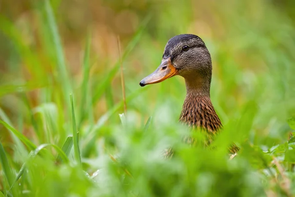 Ηρεμία mallard θηλυκό βλέποντας στο λιβάδι κατά τη διάρκεια του καλοκαιριού. — Φωτογραφία Αρχείου