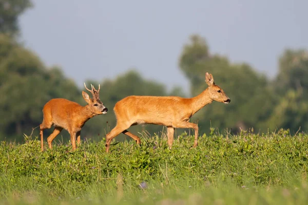 Roe deer male following female on meadow during the summer. — Stock Photo, Image