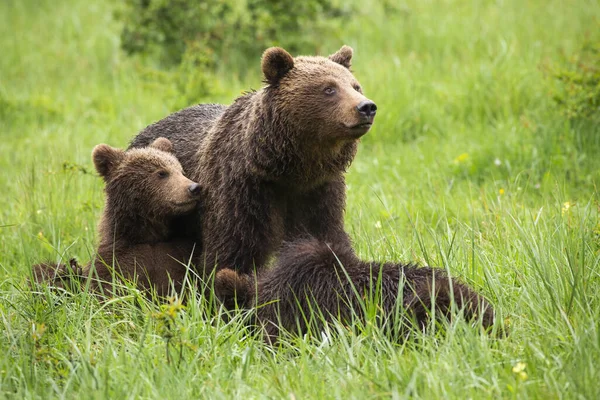 Семья бурых медведей отдыхает на лугу летом . — стоковое фото