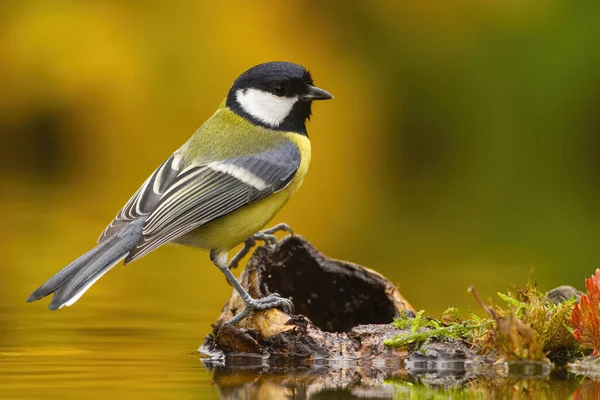Colorful Great tit sitting on wood above weter pond. — Stockfoto