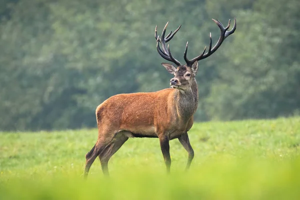 夏日大自然中雄伟的红鹿站在草地上. — 图库照片