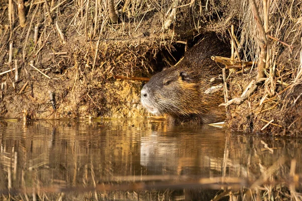 Ηρεμία nutria στηρίζεται σε λαγούμι κοντά στο νερό το καλοκαίρι. — Φωτογραφία Αρχείου