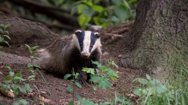 Badger Eropa berdiri di hutan pada malam musim panas. — Stok Foto