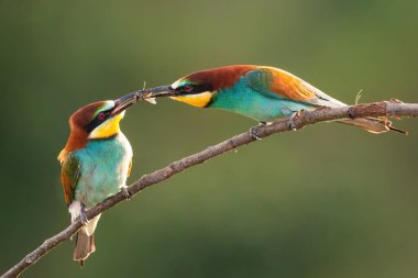 Avrupa arısı yiyicisi yaz boyunca dal ile besleniyor.