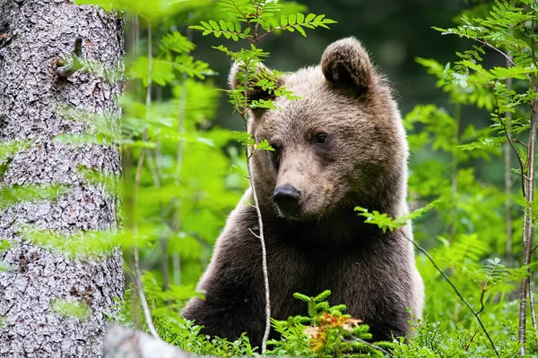 Bonito oso pardo mirando a un lado en el bosque durante el verano . —  Fotos de Stock