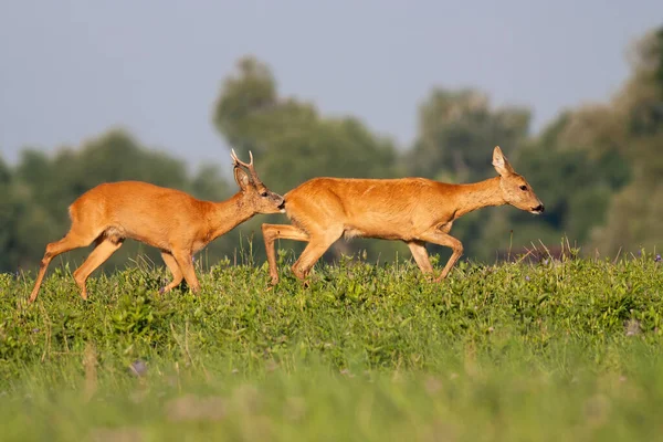 Roe ελάφι αρσενικό sniffing θηλυκό στο λιβάδι κατά τη διάρκεια του καλοκαιριού. — Φωτογραφία Αρχείου