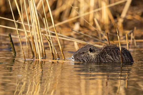 Nyugodt nutria úszás mocsárban a nyári természetben. — Stock Fotó