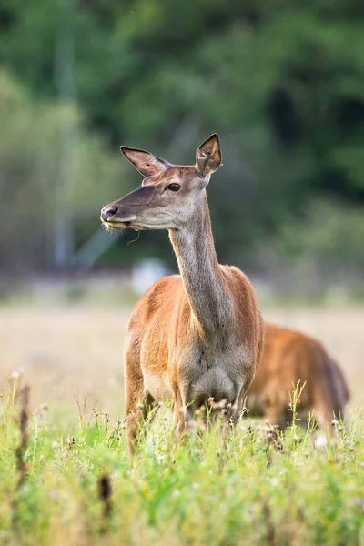 Mladý jelen vzadu stojí na louce v létě. — Stock fotografie
