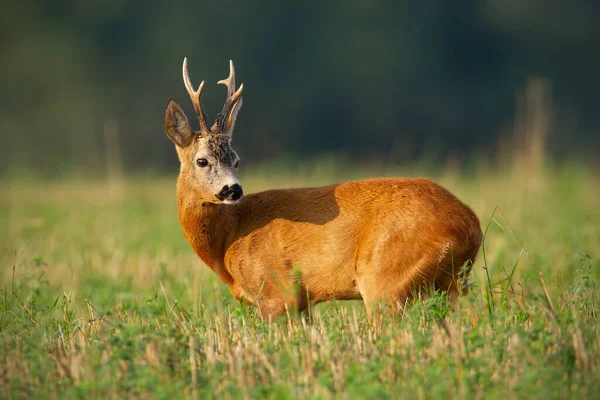 Ενδιαφερόμενο ελάφι ελάφι buck στέκεται στο γήπεδο το καλοκαίρι του ήλιου. — Φωτογραφία Αρχείου