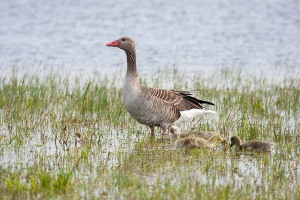 Greylag oca madre con giovani folletti in piedi sull'acqua. — Foto Stock