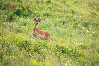 Genç kırmızı geyik geyiği yazın çayırda duruyor..
