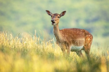 Fallow geyiği yaz boyunca tarlada duruyor..