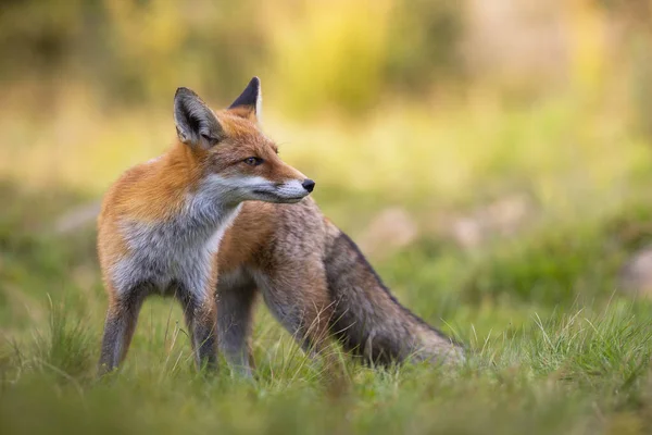 여름철에 풀 속에서 있는 붉은 여우. — 스톡 사진