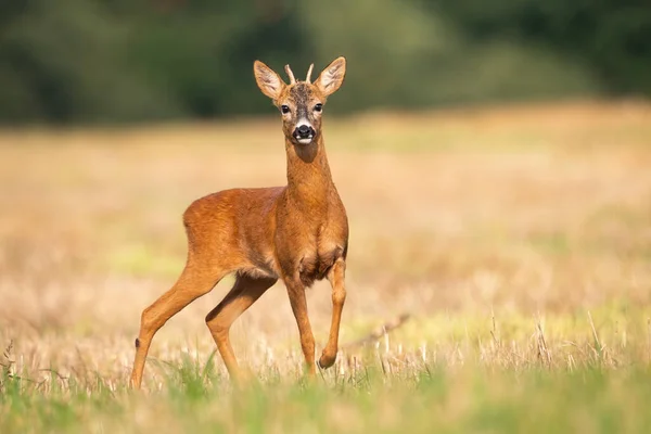 Ciervo joven parado en el campo de rastrojos en la naturaleza de verano . — Foto de Stock