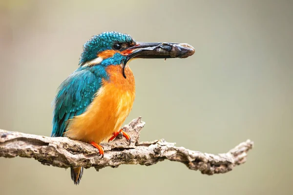 Männlicher Eisvogel hält Beute im Schnabel auf Ast. — Stockfoto