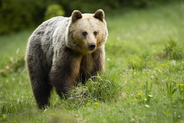 Majestoso urso marrom em pé no prado na natureza verão. — Fotografia de Stock