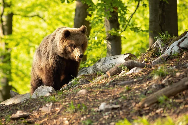 Дикий бурый медведь стоит летом на природе на закате . — стоковое фото