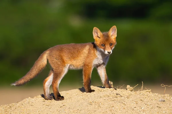 Juvenile red fox standing standing on sand in the summer. — Stock Photo, Image