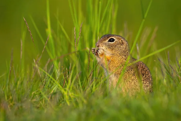 Écureuil de terre européen assis dans l'herbe pendant l'été. — Photo