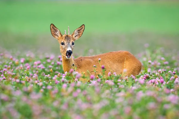 夏の間はクローバーの花に立つ若い色の鹿の背. — ストック写真