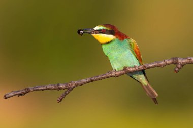 Renkli Avrupalı arı yiyici yazın bir dala oturmuş gagasında böcekle.