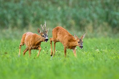 Pair of roe deer running on meadow in rutting season. clipart