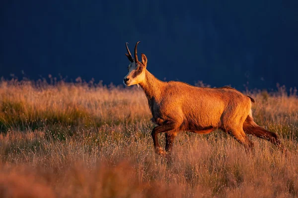 Majestuoso Tatra Chamois caminando en el prado en las montañas al atardecer . —  Fotos de Stock