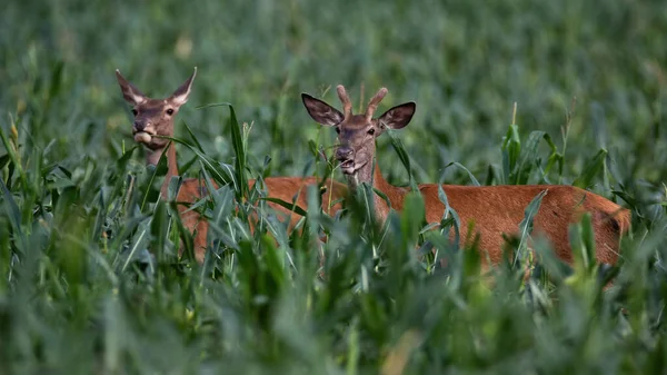 Red deer male and female standing in corn in summer. — Stock Photo, Image