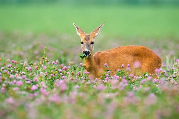 Roe deer doe standing in clover with blooming flowers. — Stock Photo, Image