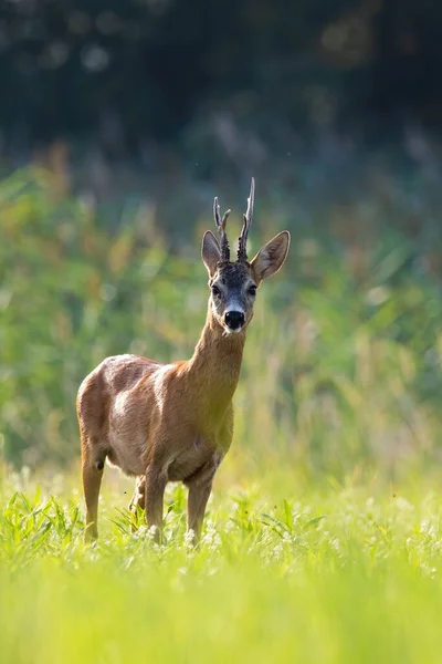 夏天日落时，鹿群站在背光的草地上. — 图库照片