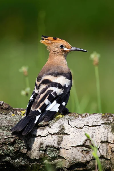 Young Eurasian hoopoe sitting on tree trunk in summer. — Stock Photo, Image