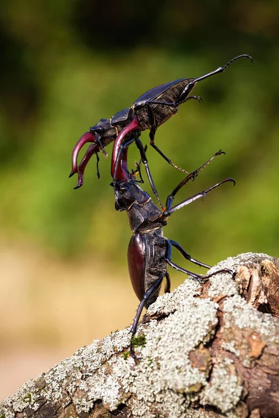 Two stag beetles fighting against each other on the wood. — Stock Photo, Image