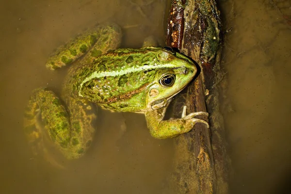 Bunter essbarer Frosch liegt im Sumpf im Sonnenlicht. — Stockfoto