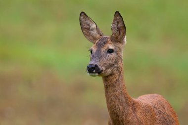 Roe geyiği doğadaki çayırda duruyor, yakın mesafeden..