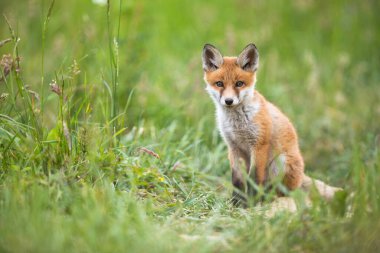 Kızıl tilki yavrusu yaz doğasında çayırda oturuyor..