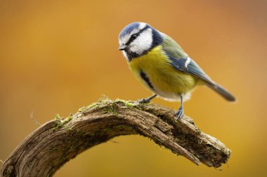 Cute eurasian blue tit sitting on branch in nature.