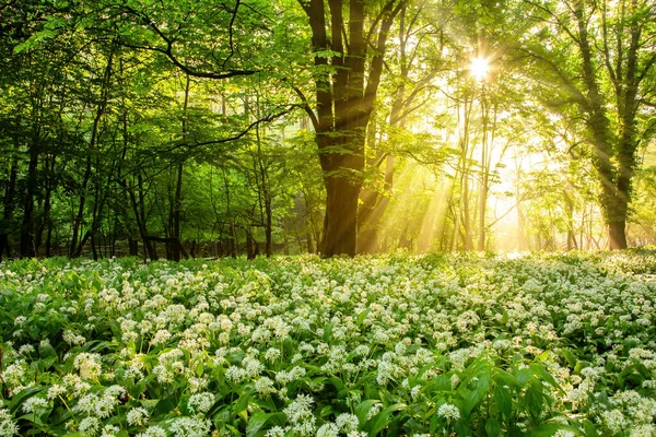 Sol da manhã brilhando através de folhas da floresta em um campo de alho selvagem em flor . — Fotografia de Stock