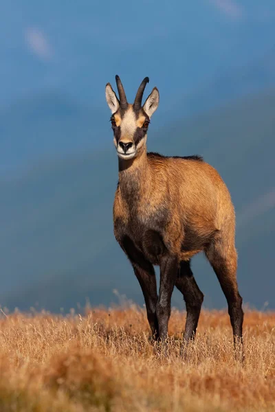 Young tatra chamois standing on horizon in mountains in summer nature. — Stock Photo, Image