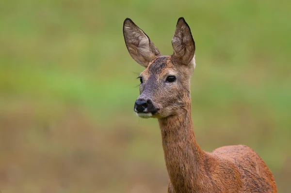 Roe deer doe standing on meadow in nature from close up. — Stock Photo, Image