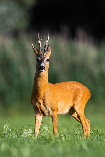 Rådjursbock står på äng i sommarnaturen. — Stockfoto