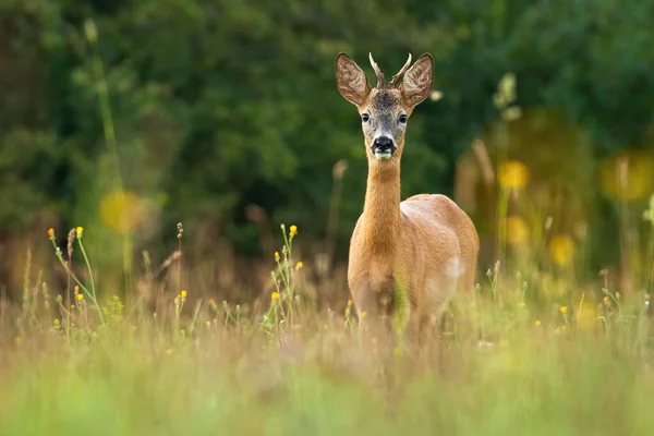 Roe jeleń byk stojący na łące z kwiatami w lecie natura. — Zdjęcie stockowe