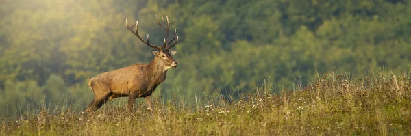 Cerf rouge majestueux debout sur la prairie avec espace de copie. — Photo