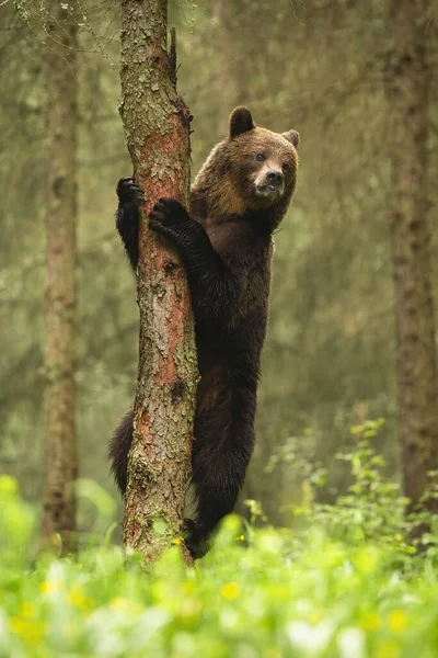 Majestoso urso marrom escalando na árvore na floresta de verão . — Fotografia de Stock