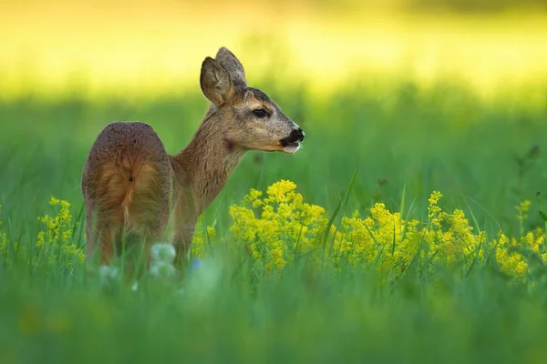 Roe deer doe standing on meadow in summer nature. — Stock Photo, Image
