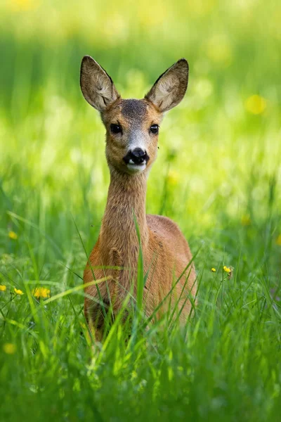 Young roe deer standing on meadow during the spring. — Stock Photo, Image