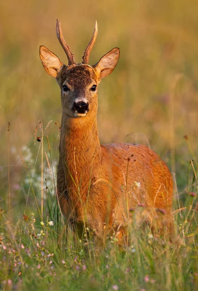 Alerte corça veado fanfarrão de pé no prado na natureza verão . — Fotografia de Stock