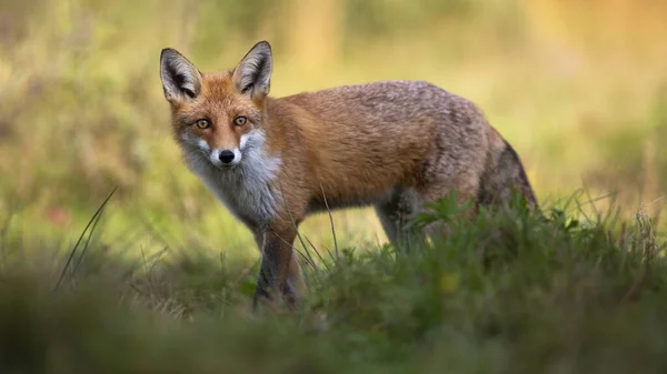 Красная лиса, стоящая в траве и смотрящая в камеру . — стоковое фото
