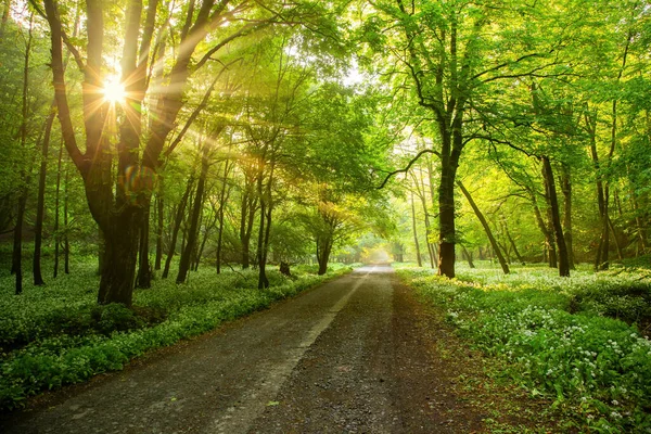 Estrada florestal com sol matutino espreitando pelos galhos . — Fotografia de Stock